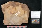 Foto (Objekt + Etikett) von Cyclocarpus sp.  (NHMW-GEO-2024-0188-11159)
